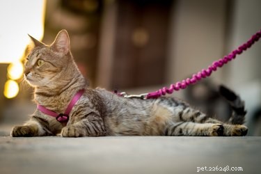 Leash Training Your Cat: Benefits, Tips, and What to Consider