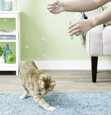 Top Toys to Keep Your Cat Mentally Engaged and Happy
