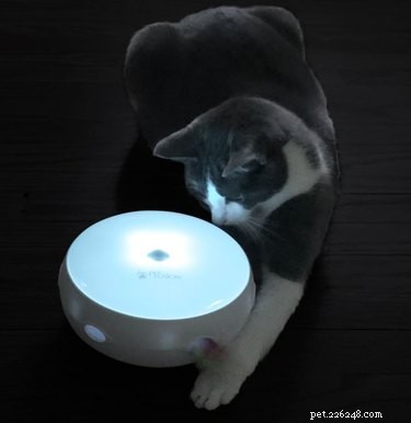 Top Toys to Keep Your Cat Mentally Engaged and Happy
