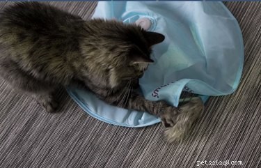 Top Toys to Keep Your Cat Mentally Engaged and Happy