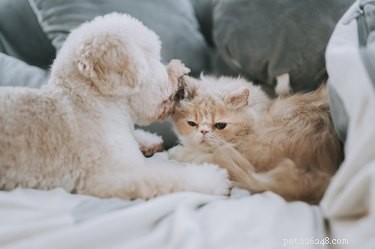 Effective Kitten Socialization: A Guide to Raising Confident Cats