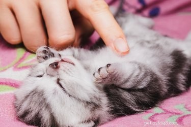 Effective Kitten Socialization: A Guide to Raising Confident Cats