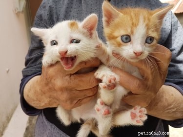 Effective Kitten Socialization: A Guide to Raising Confident Cats