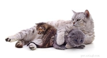 Effective Kitten Socialization: A Guide to Raising Confident Cats