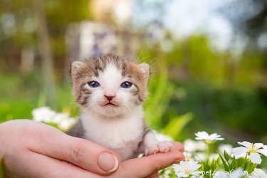 Effective Kitten Socialization: A Guide to Raising Confident Cats