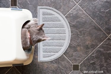 Why Does My Cat Carry Litter Everywhere? Proven Ways to Stop the Mess
