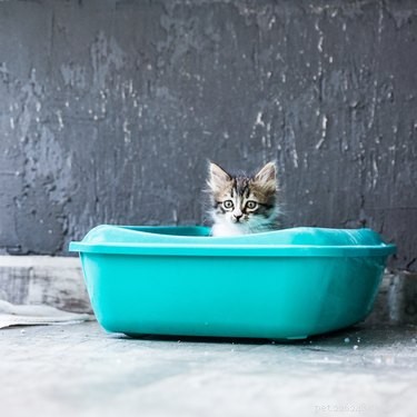 Why Does My Cat Carry Litter Everywhere? Proven Ways to Stop the Mess