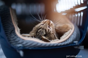 Training Your Cat to Use a Carrier: A Step-by-Step Guide