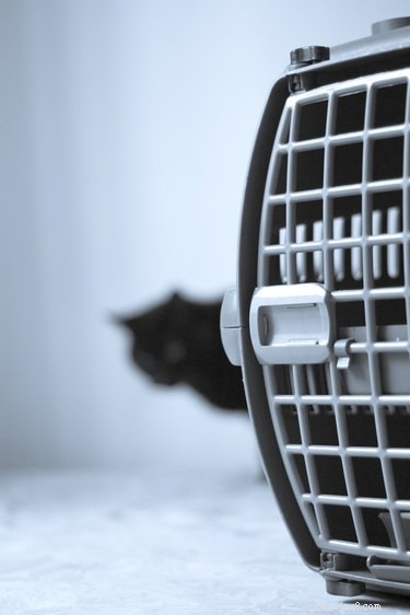 Training Your Cat to Use a Carrier: A Step-by-Step Guide