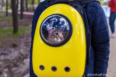 Training Your Cat to Use a Carrier: A Step-by-Step Guide