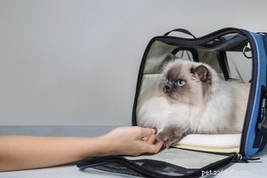 Training Your Cat to Use a Carrier: A Step-by-Step Guide