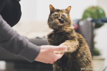 Teach Your Cat to Shake Hands: A Proven Step‑by‑Step Guide
