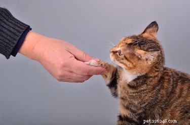 Teach Your Cat to Shake Hands: A Proven Step‑by‑Step Guide