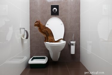 Toilet Training Your Cat: A Step‑by‑Step Guide for Clean, Odor‑Free Homes