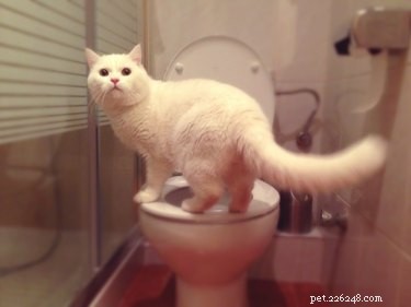 Toilet Training Your Cat: A Step‑by‑Step Guide for Clean, Odor‑Free Homes