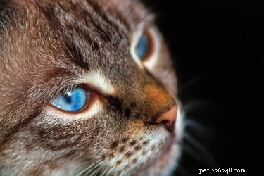 Why Won’t My Cat Use Its Litter Box? Common Causes & Quick Fixes