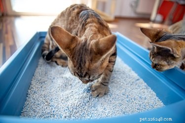 Why Won’t My Cat Use Its Litter Box? Common Causes & Quick Fixes