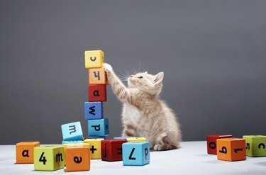 Safe & Successful Ways to Introduce Babies & Toddlers to Cats