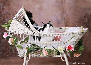Safe & Successful Ways to Introduce Babies & Toddlers to Cats
