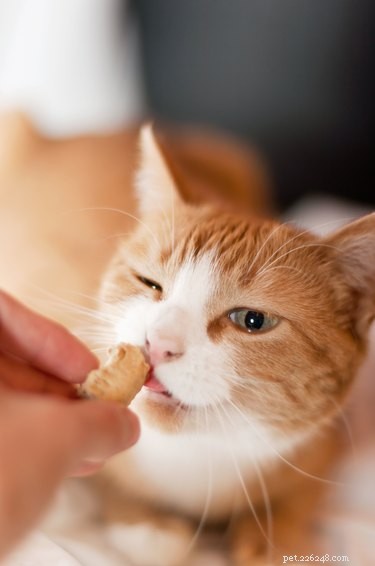 Master Clicker Training for Cats: Step-by-Step Guide