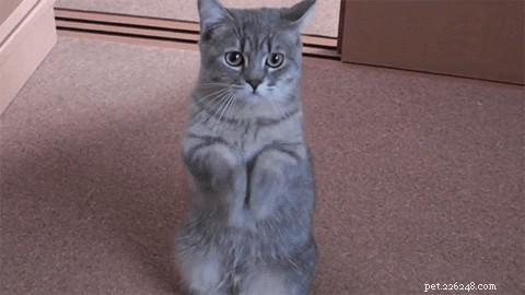 Master Clicker Training for Cats: Step-by-Step Guide