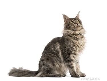 Master Clicker Training for Cats: Step-by-Step Guide