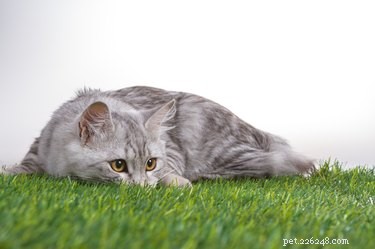 Step-by-Step Guide to Litter Training Your New Kitten