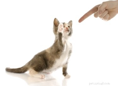 Effective Cat Training: A Practical Guide for Pet Owners