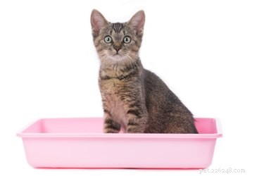 Effective Cat Training: A Practical Guide for Pet Owners