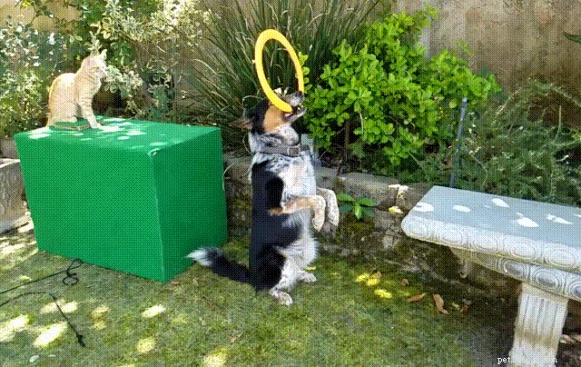 Effective Cat Training: A Practical Guide for Pet Owners