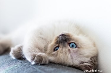 Guide: How to Encourage Your Cat to Use Its Own Bed