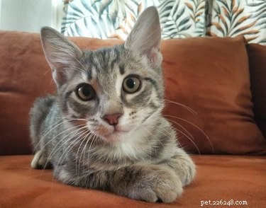 DIY Cat Repellent Spray: Stop Furniture Scratching Instantly