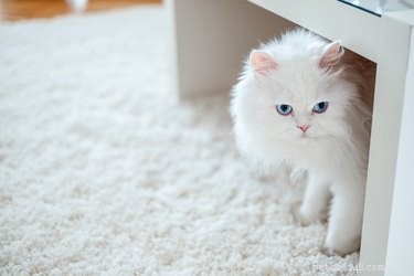 Stop Your Cat from Pooping on the Carpet: Proven Solutions & Tips