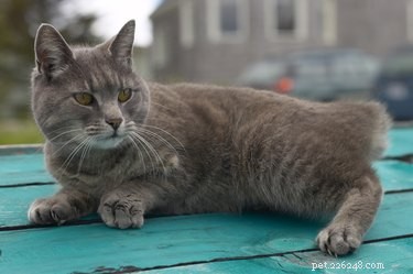 Stop Cats from Jumping on Your Car – Easy, Proven Techniques