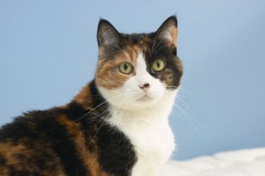 DIY Cat Scratch Deterrent: Safe, Homemade Repellent to Protect Furniture