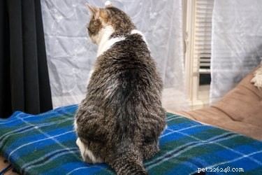 Keep Cats Out of Blinds: Safe, Simple Strategies for Protecting Your Home