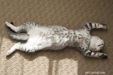 Teach Your Cat to Play Dead: Step‑by‑Step Guide for Smart, Happy Pets