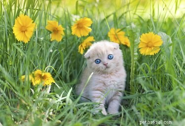Effective Ways to Keep Cats from Pooping in Your Garden Beds