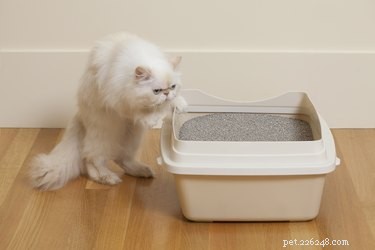 Stop Your Cat from Urinating on Furniture: Proven Tips & Solutions