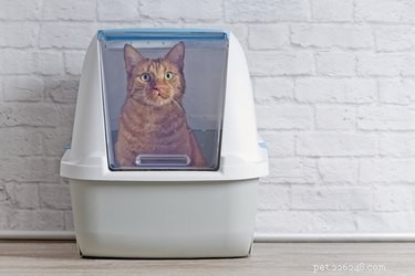 Why Your Cat Is Urinating Outside the Litter Box – Effective, Compassionate Solutions