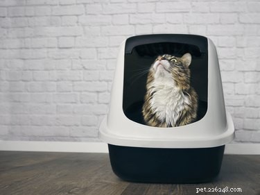 Why Your Cat Is Urinating Outside the Litter Box – Effective, Compassionate Solutions