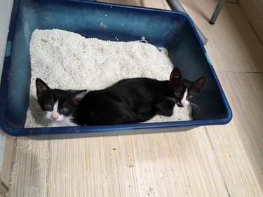 Why Your Cat Is Urinating Outside the Litter Box – Effective, Compassionate Solutions