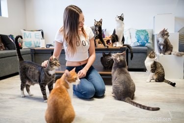 CatCafe Lounge: Socializing Undersocialized Cats to Find Forever Homes