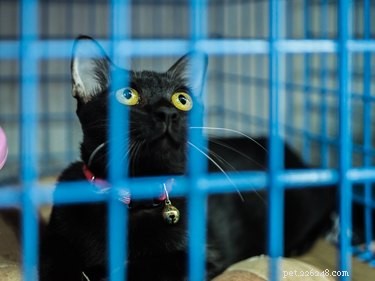 How to Adopt a Cat: Step‑by‑Step Guide for New Owners