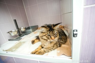 How to Adopt a Cat: Step‑by‑Step Guide for New Owners