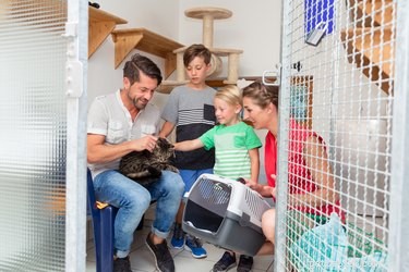 How to Adopt a Cat: Step‑by‑Step Guide for New Owners