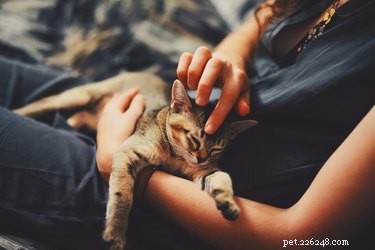 Discover Your Ideal Companion at Best Friends’ Spring Super Adoption Drive