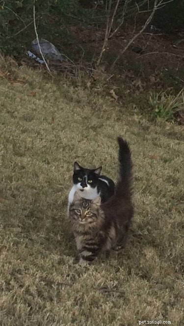 From Feral to Family: How Rescuing One Cat Led to Six Loving Companions