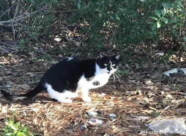 From Feral to Family: How Rescuing One Cat Led to Six Loving Companions