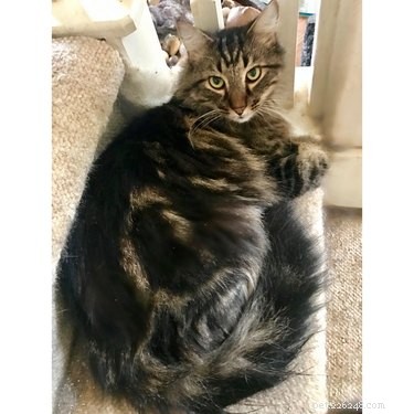 From Feral to Family: How Rescuing One Cat Led to Six Loving Companions